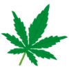 薬品や麻薬の原料にもなる、麻（大麻・マリファナ）の葉っぱ