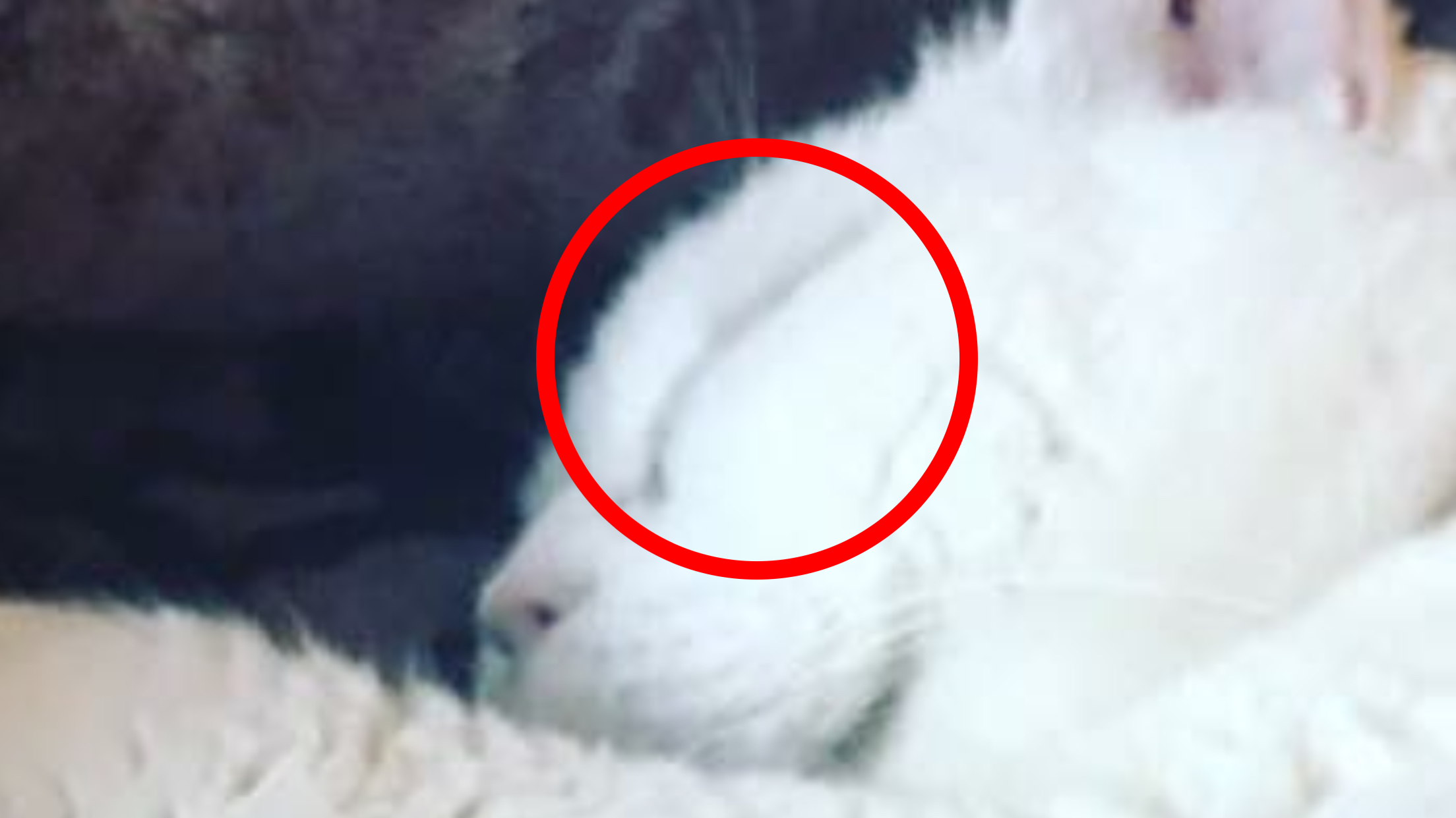 蓮舫の猫、左眼