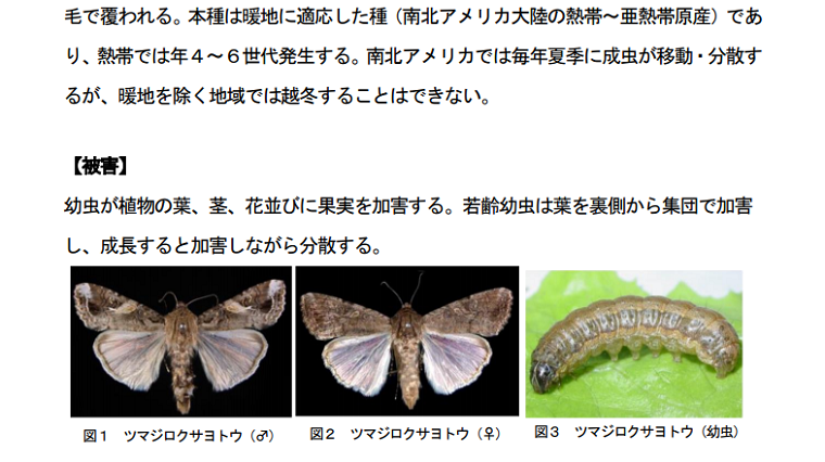 トウモロコシ輸入を批判した連中が急に静かに？ツマジロクサヨトウ愛媛・千葉でも確認、全国14県で発生