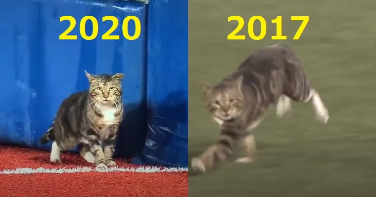 ハマスタで大暴れの猫 3年前の乱入と同じ猫か 13年と15年には別の猫が乱入 Ksl Live