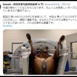 【想像力】獣医師が馬のCT撮影方法をツイッターで紹介→女性が激怒「写真は即消して。馬にも基本的馬権ある」